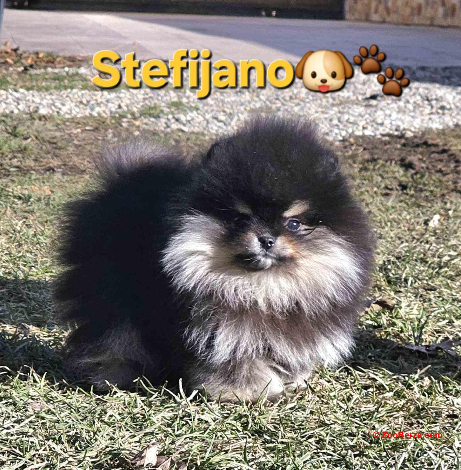 Pomeranac BOO medvedići, Pomeranski Špic štenci