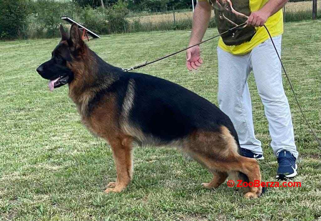 Nemacki ovcar stenad