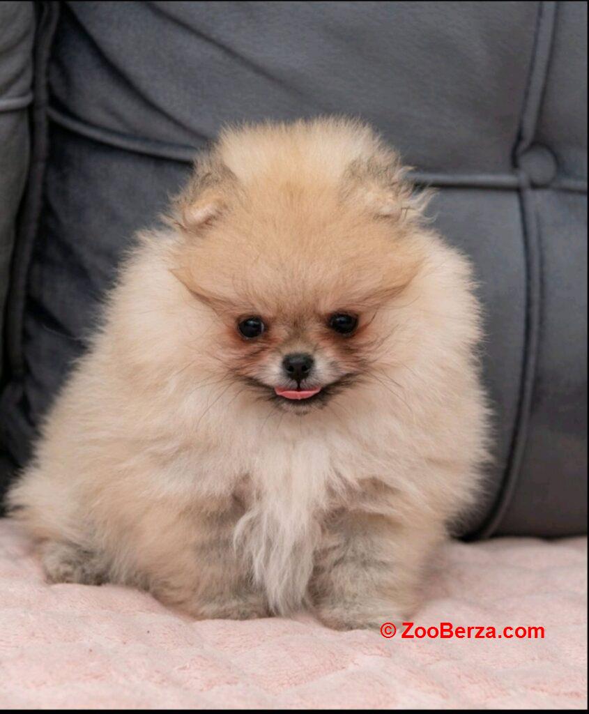 Pomeranac PRELEPI štenci