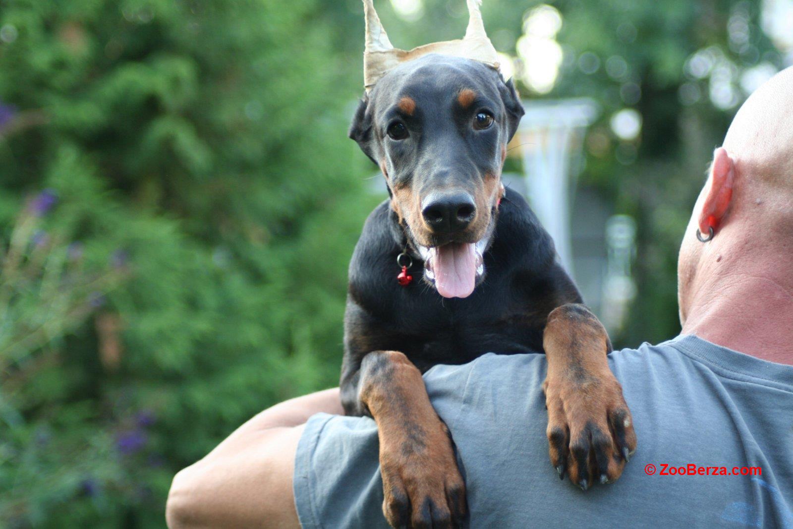 Na prodaju štenci dobermana