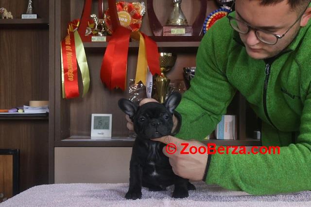 Francuski Buldog, vrhunskog porekla