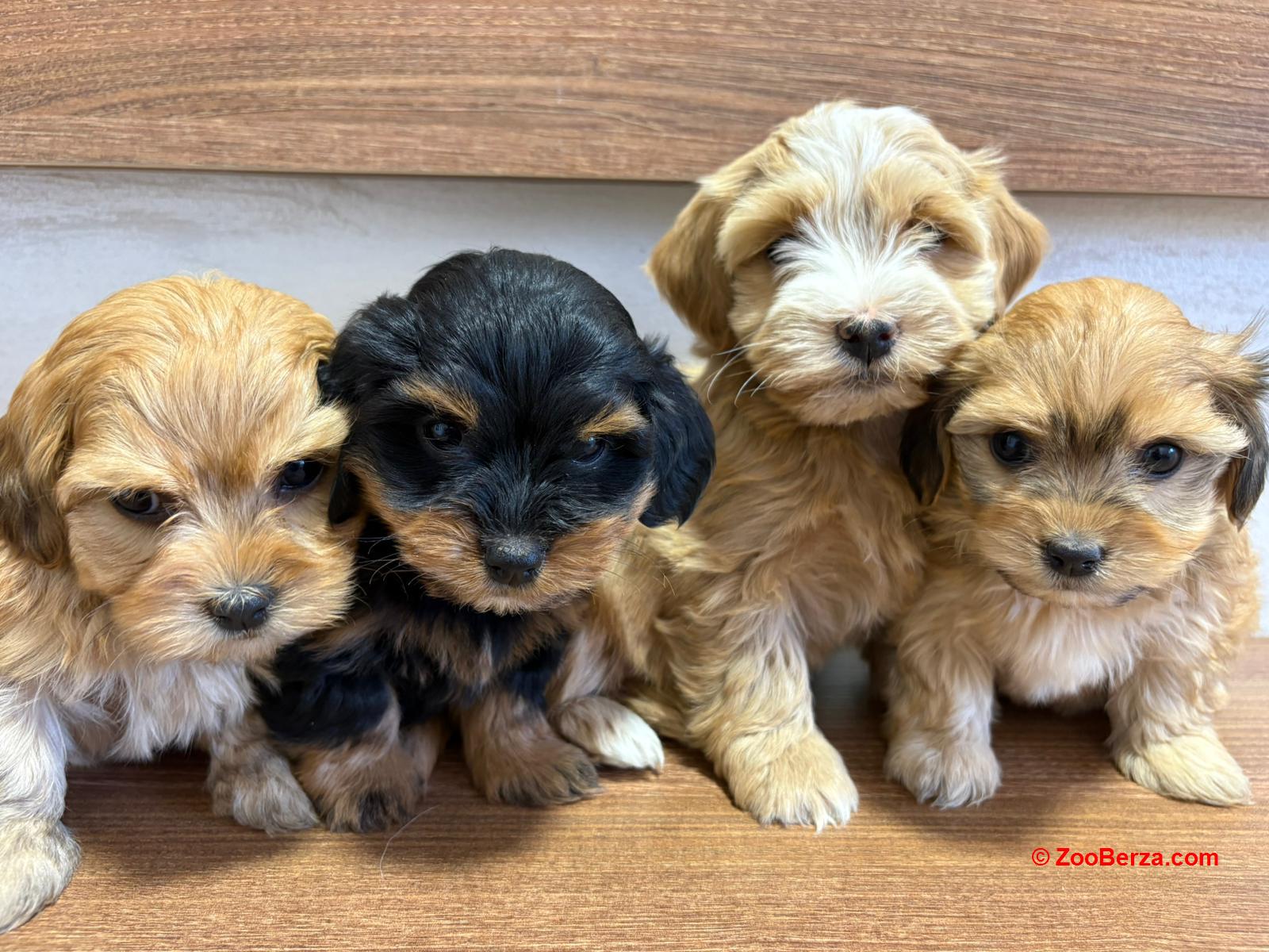 Havanski Bišon prelepi štenci