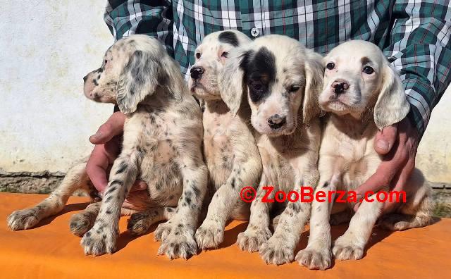 Engleski Seter štenci