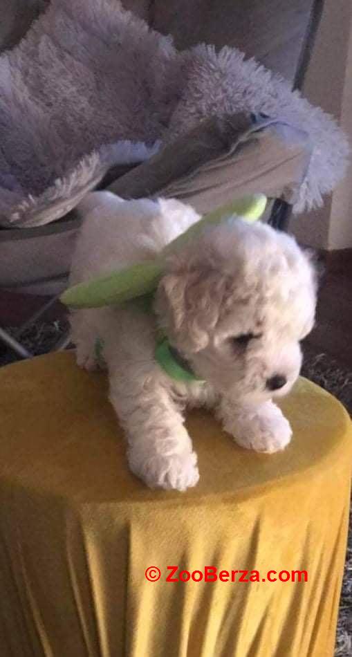 Kovrdžavi bišon štenci