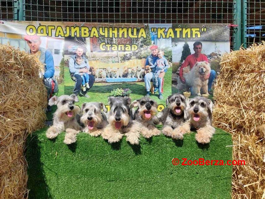 Patuljasti Snaucer biber so Stenci