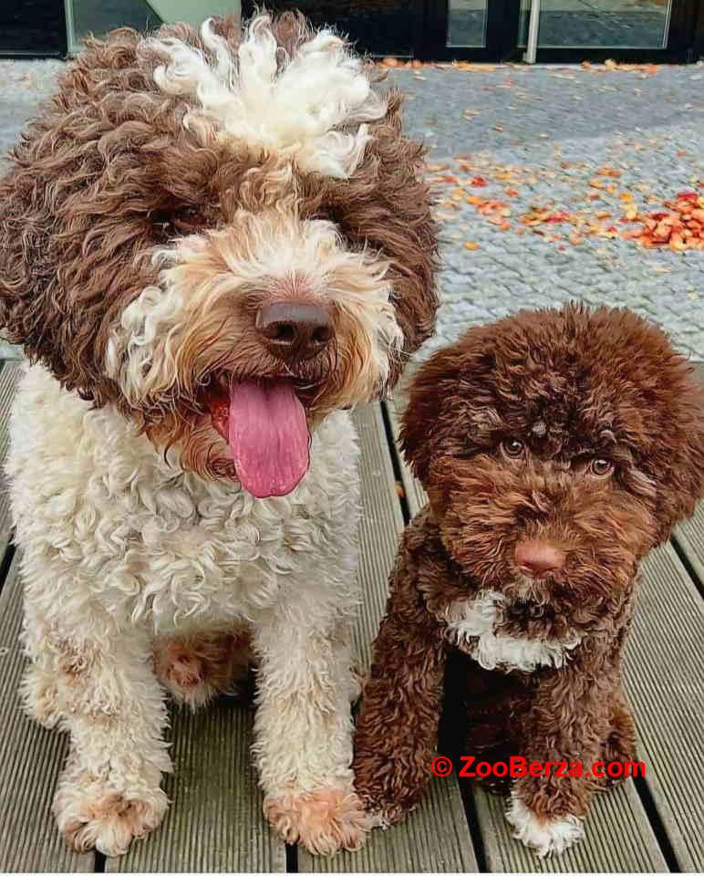 Dostupno novo leglo LAGOTTO ROMANJOLO 