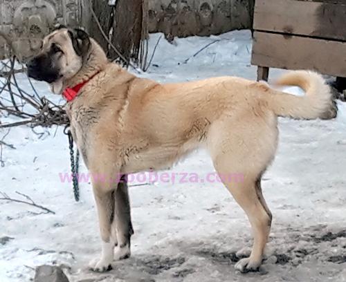 Turski kangal