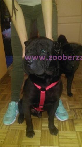 Shar-Pei
