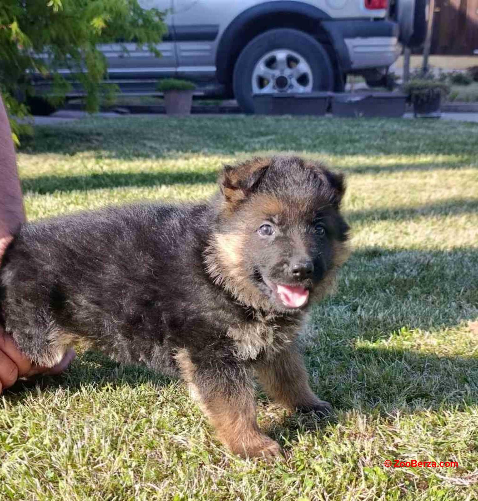 Nemački Ovčar prelepi štenci