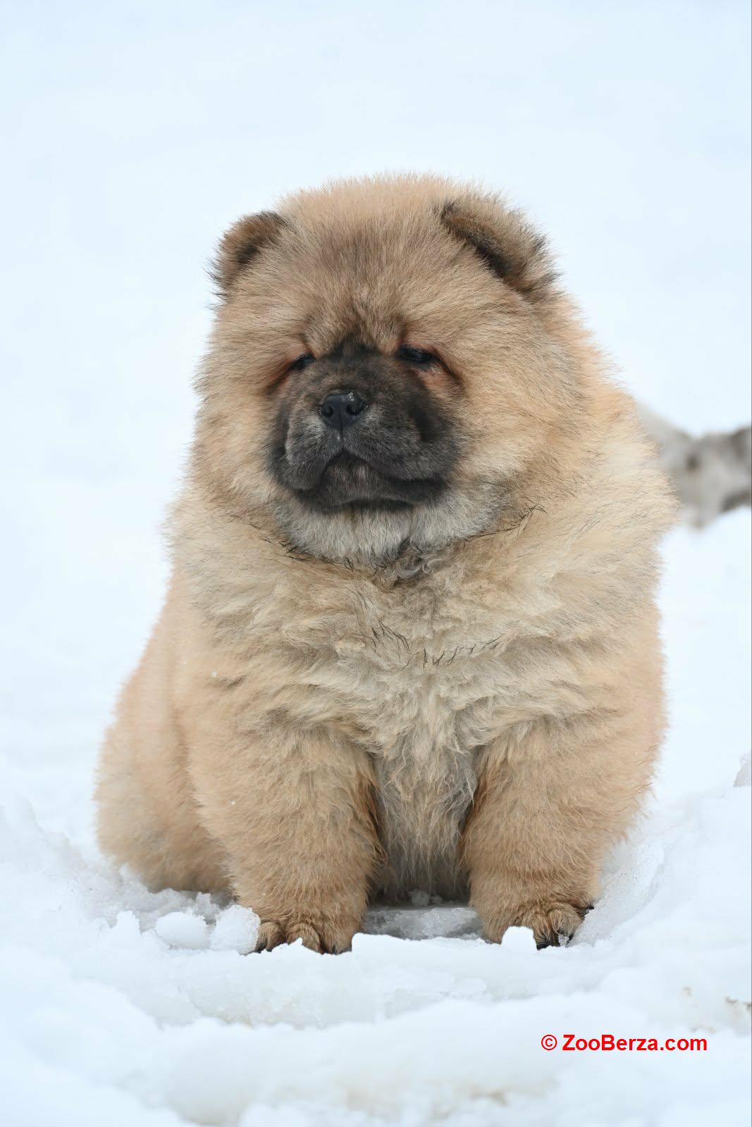 Chow Chow Cau Cau Čau Čau