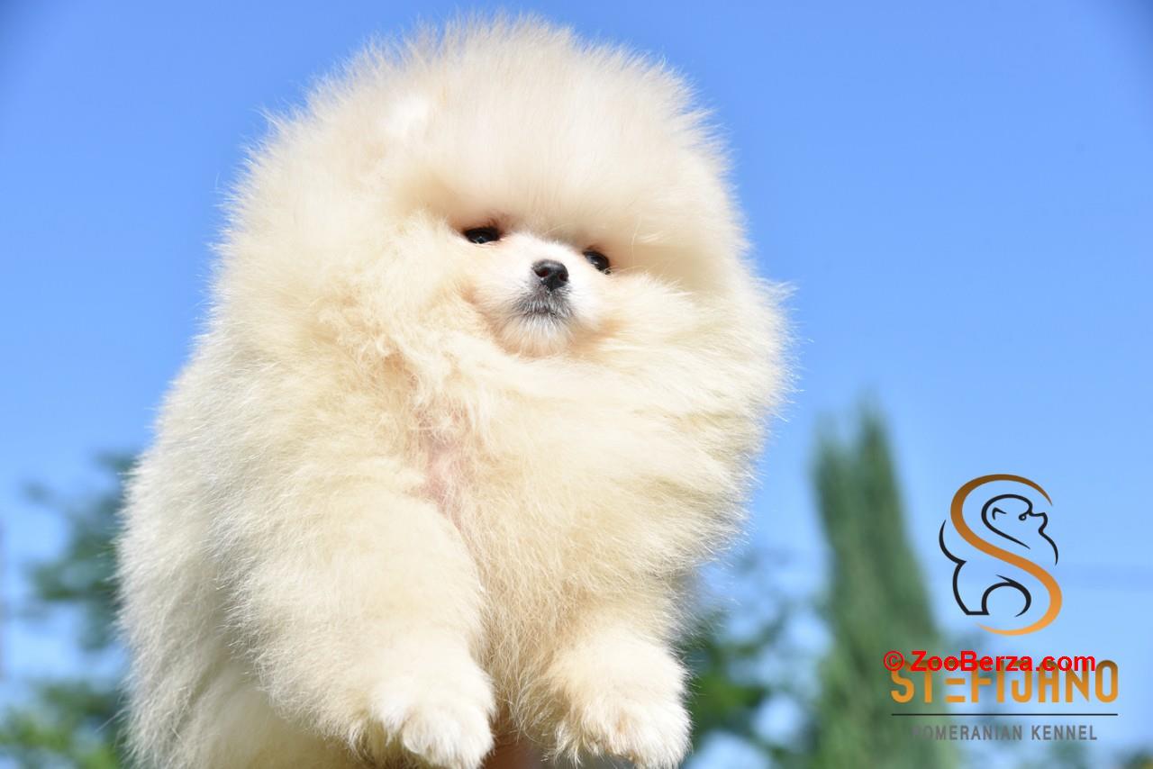 Pomeranac Boo štenci