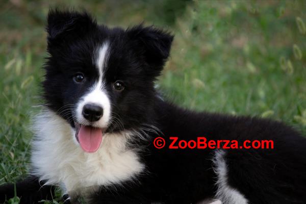 Border Collie - Border koli štenad 