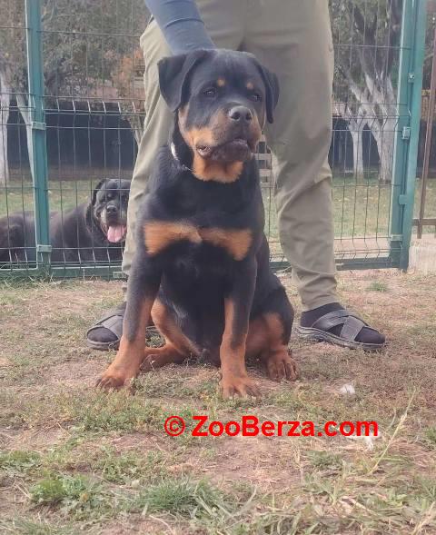 Rotvajler, vrhunsko leglo