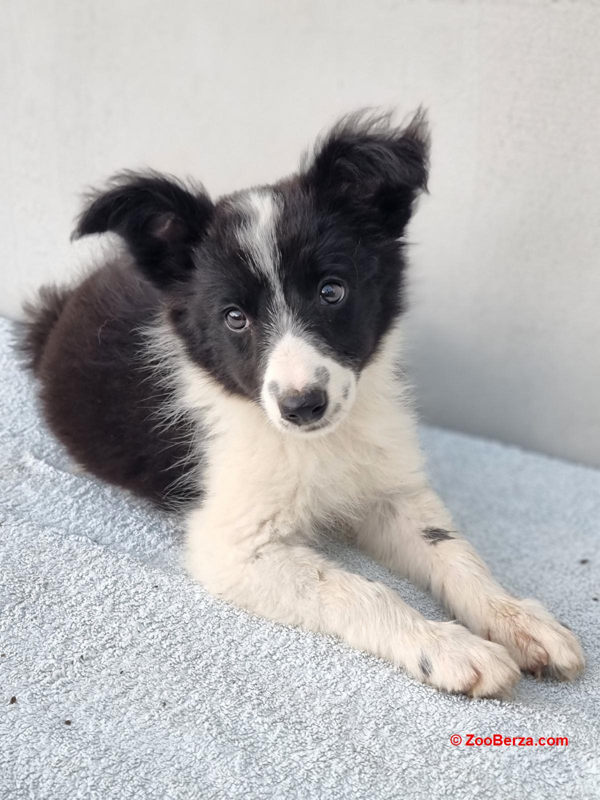 Border Collie štenci