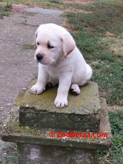 LABRADOR RETRIVER