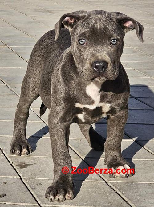 American bully xl 