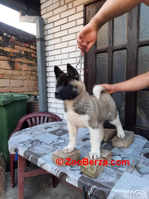 Američka Akita, žensko štene