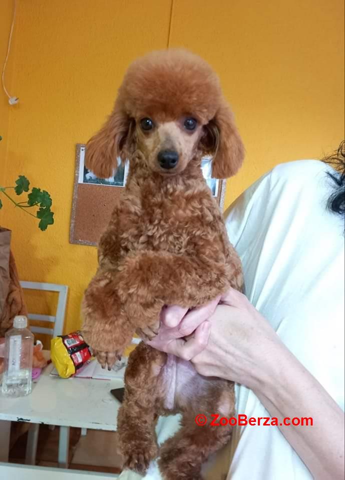 Toy pudle
