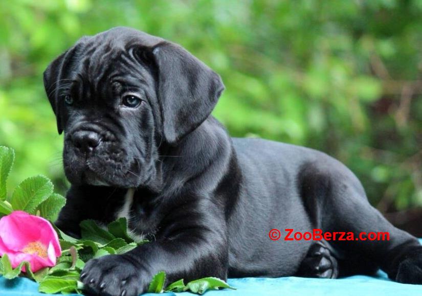 Cane Corso Kane Korso NOVO LEGLO
