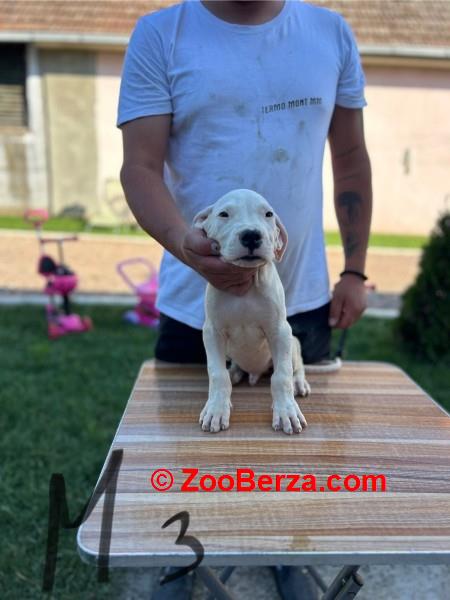 Dogo Argentino štenci