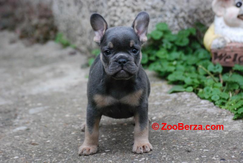 Francuski buldog štenci 