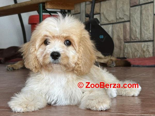 Slobodni štenci CAVAPOO 
