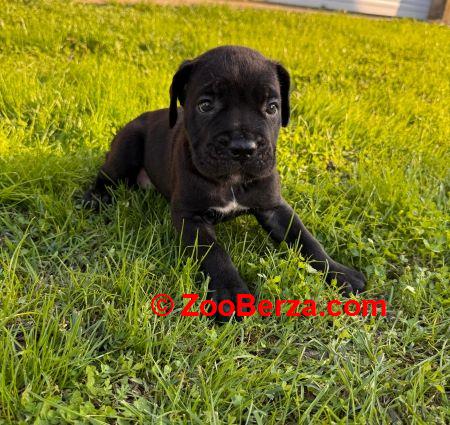 Cane Corso štenci