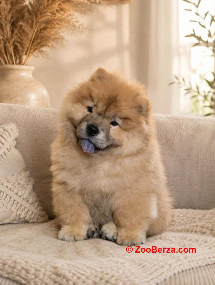 Predivan Chow Chow mužjak, star 3 meseca  