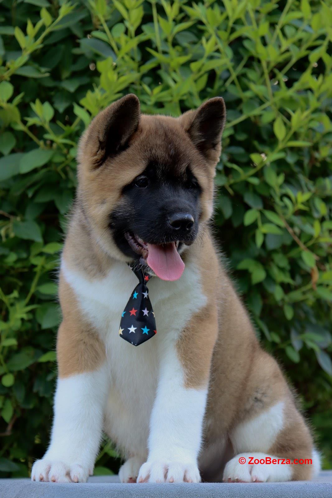 Americka Akita stenci