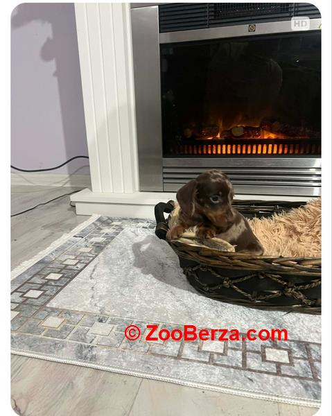 Patuljasti kratkodlaki jazavičari ekstra mini 