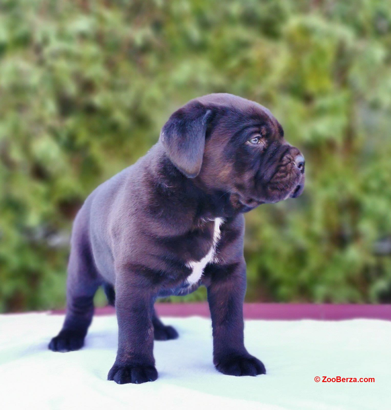 Cane Corso Kane Korso TOP LEGLO