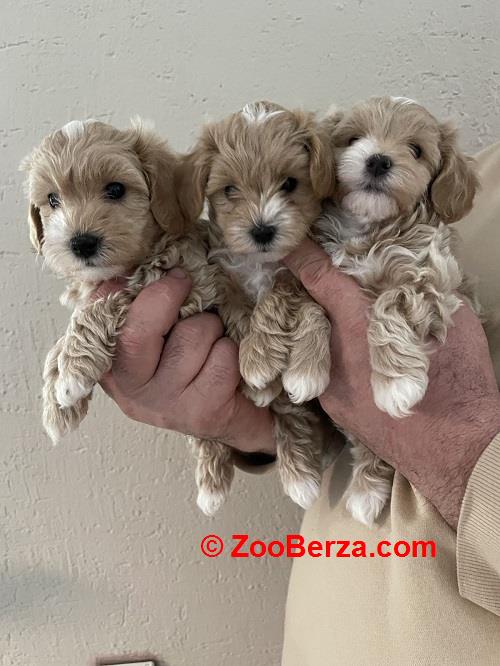Mini maltipoo