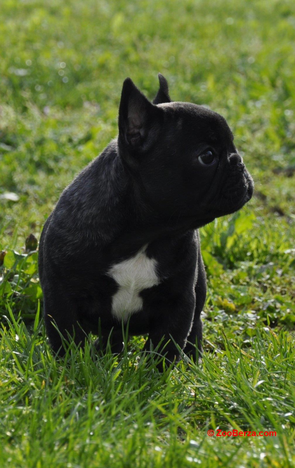 Francuski Buldog prelepi štenci
