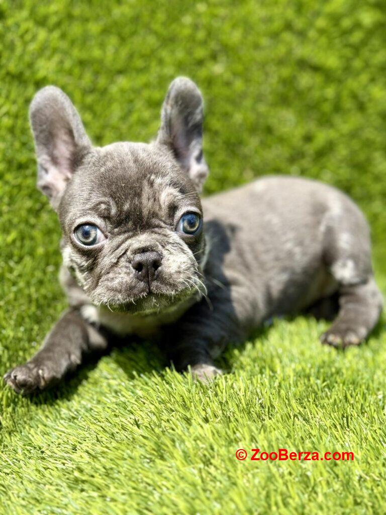 Francuski Buldog prelepi štenci