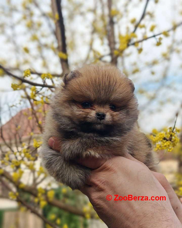 Stenci pomeranca prelepog krzna i izuzetno sitne građe 