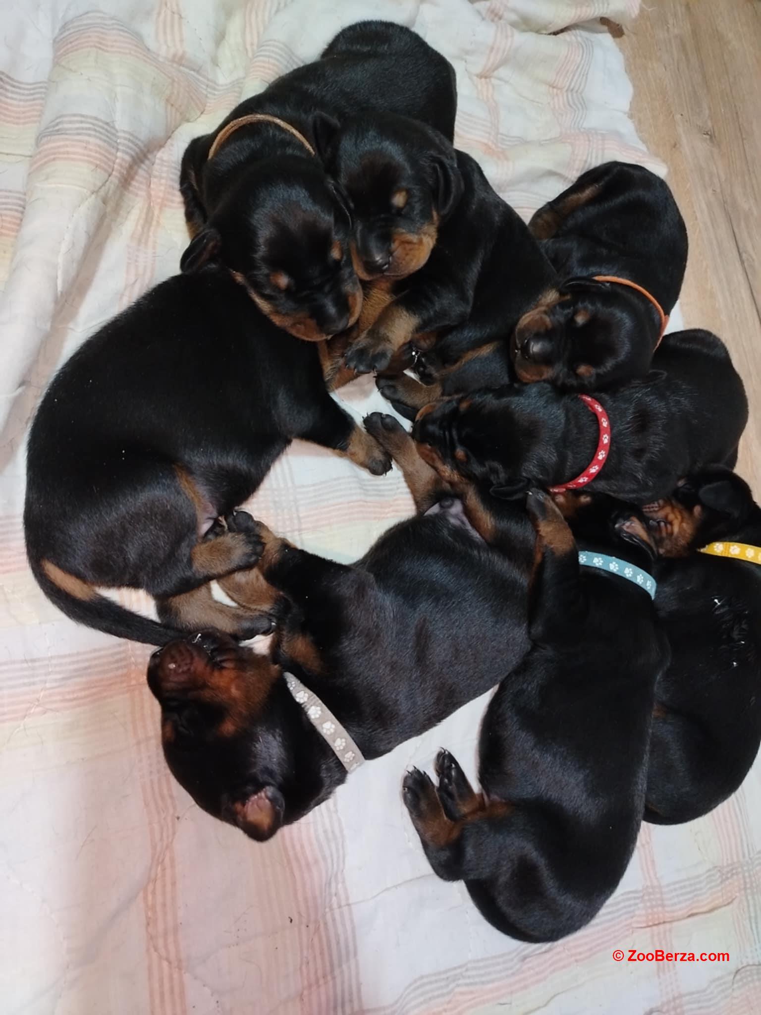 Doberman stenci
