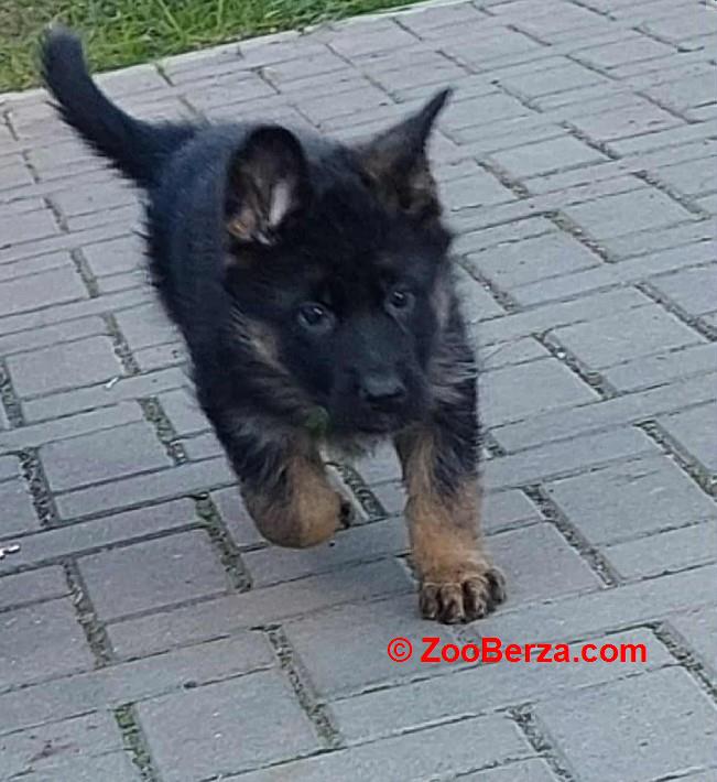 Nemacki ovcar stenad