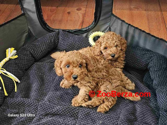 Crvena toy pudla štenci