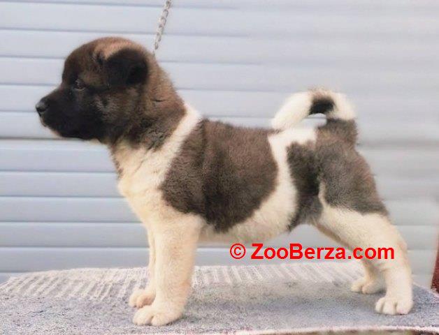 Američka Akita štenci