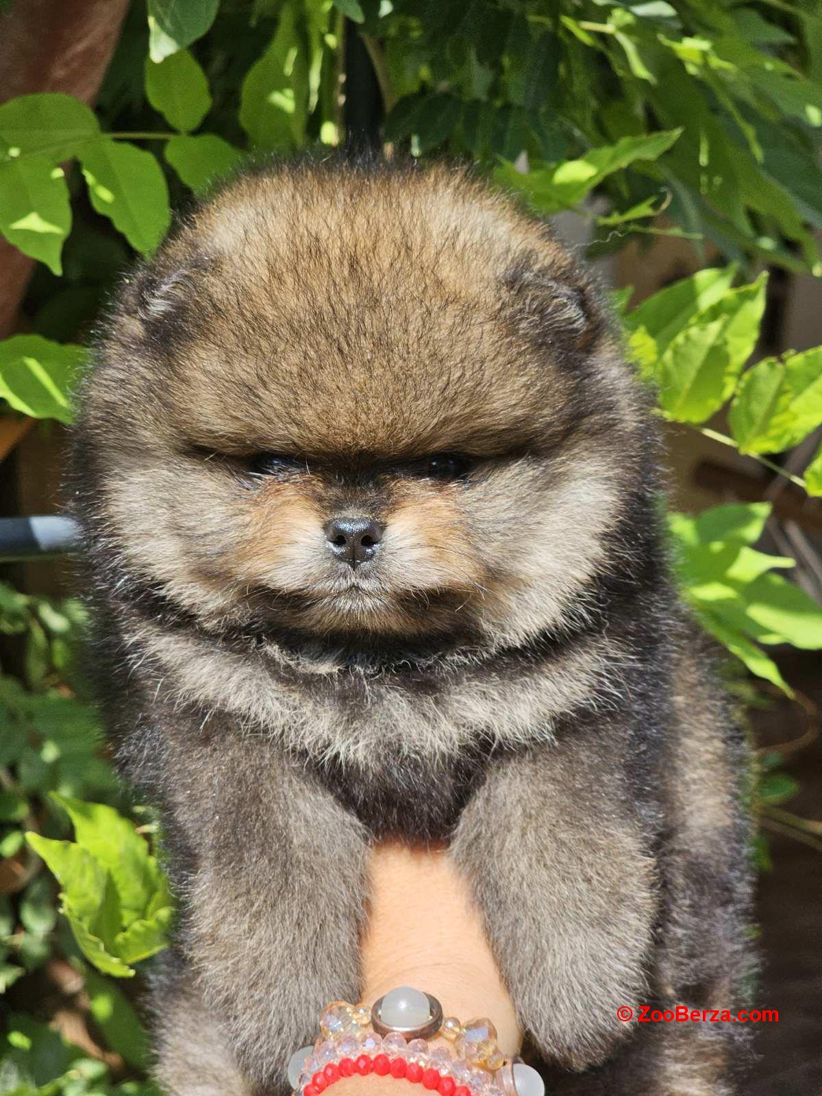 Pomeranac Boo