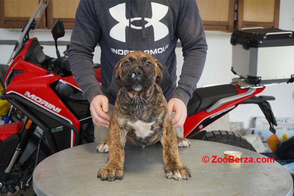 Južnoafrički mastif - Boerboel štenci