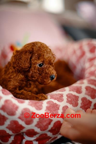 Prelepe patuljaste i toy pudle