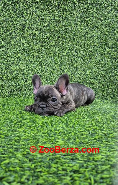Francuski budog 
