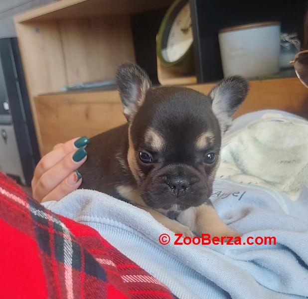 Francuski buldog stenci