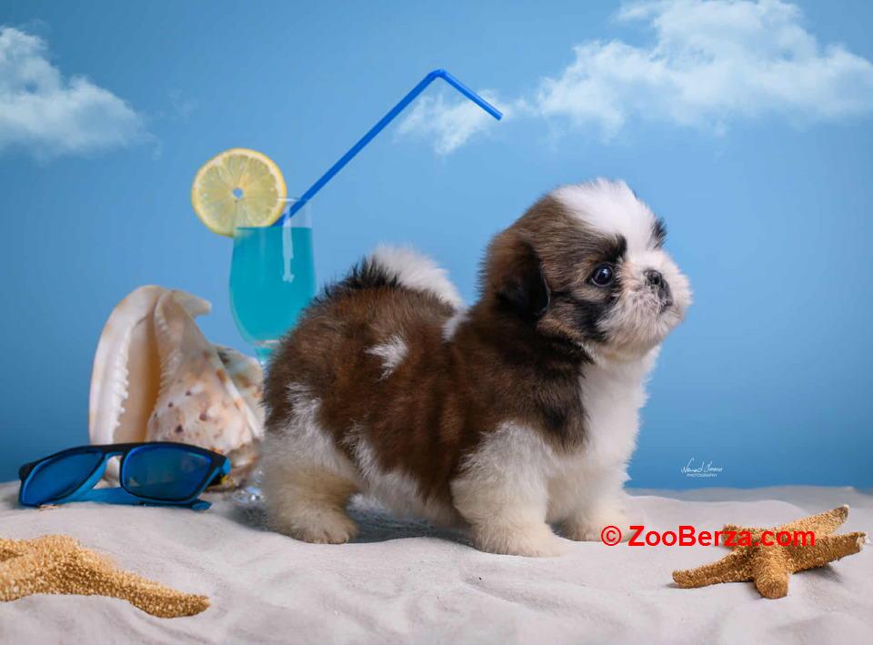 SHIH TZU štenci 