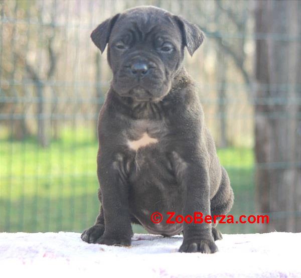 Cane Corso štenci