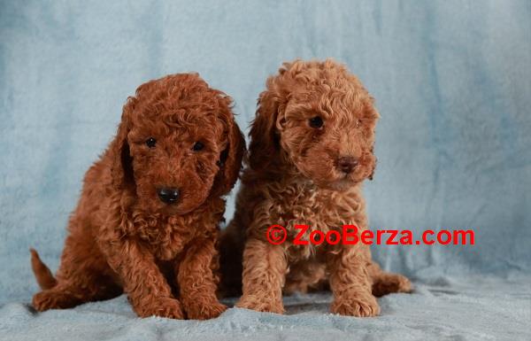 Crvena Toy / Patuljasta Pudla