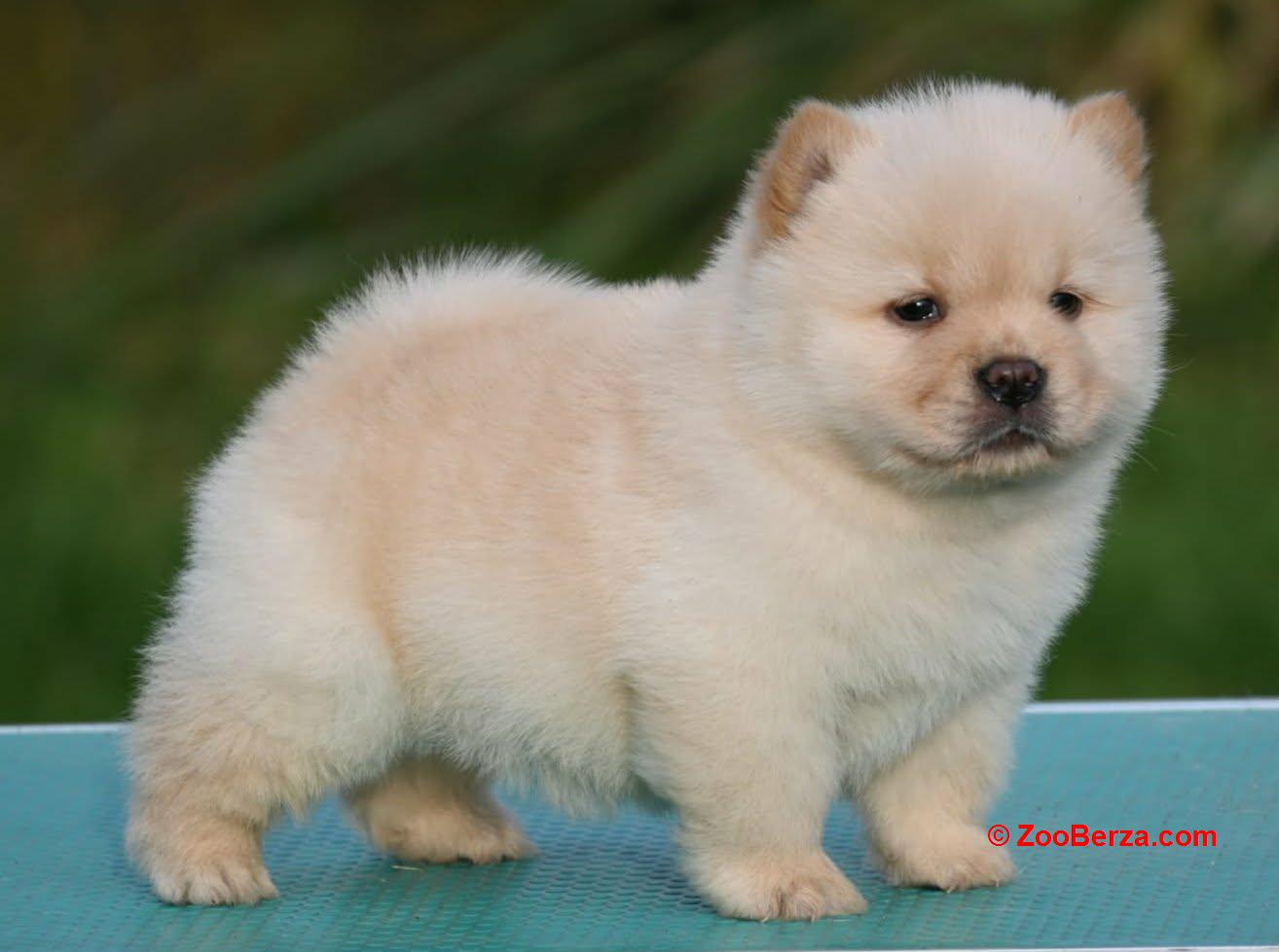 Chow Chow Cau Cau Čau Čau