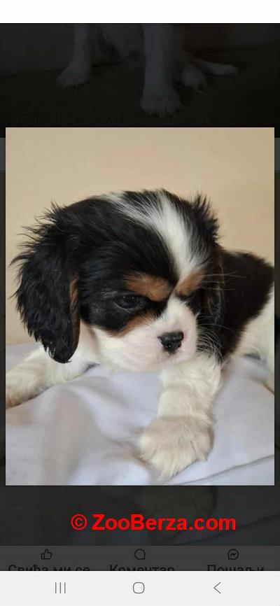Cavalier King Charles štenci 