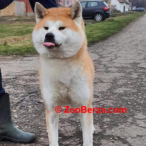 Akita Inu, ženka Aiko na poklon